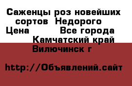 Саженцы роз новейших сортов. Недорого. › Цена ­ 350 - Все города  »    . Камчатский край,Вилючинск г.